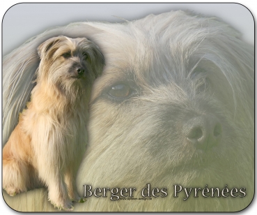 Mousepad Berger des Pyrénées (Pyrenäenschäferhund) #2